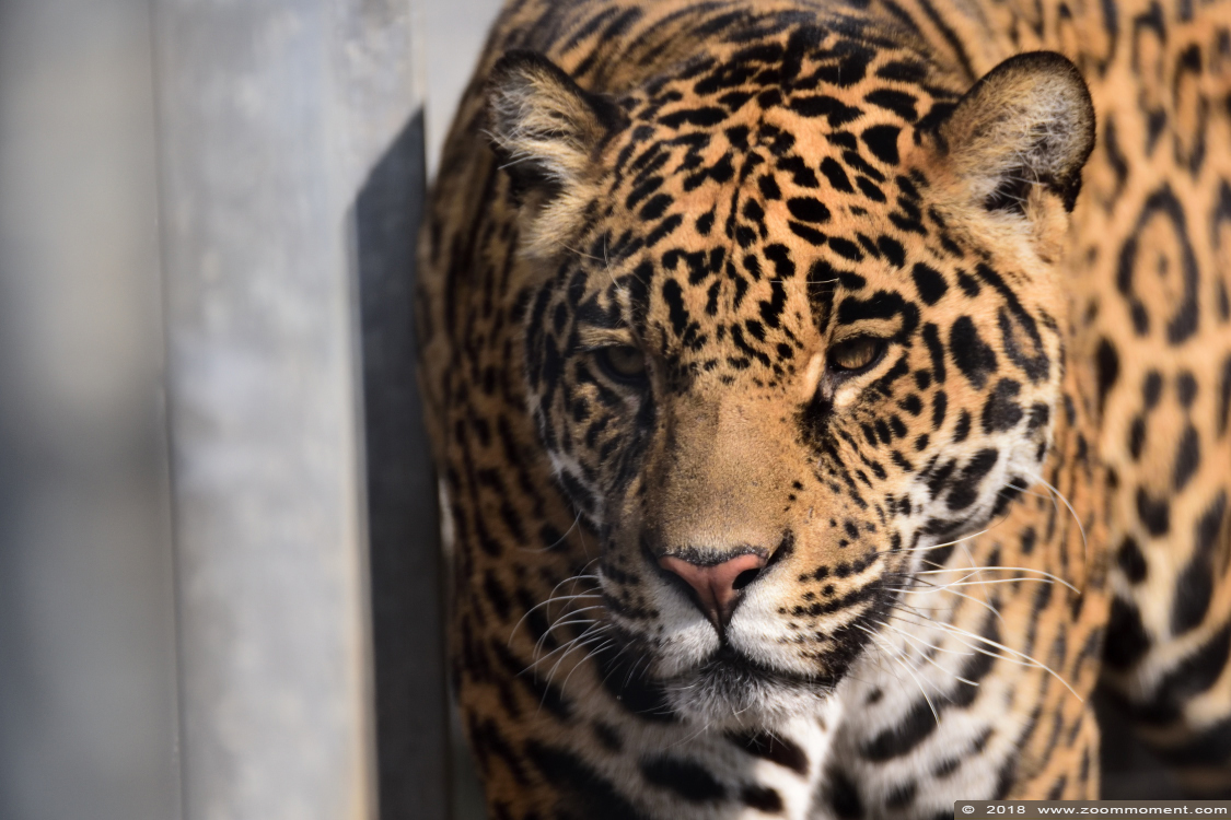 jaguar ( Panthera onca )
Ключові слова: Bestzoo Nederland jaguar  Panthera onca