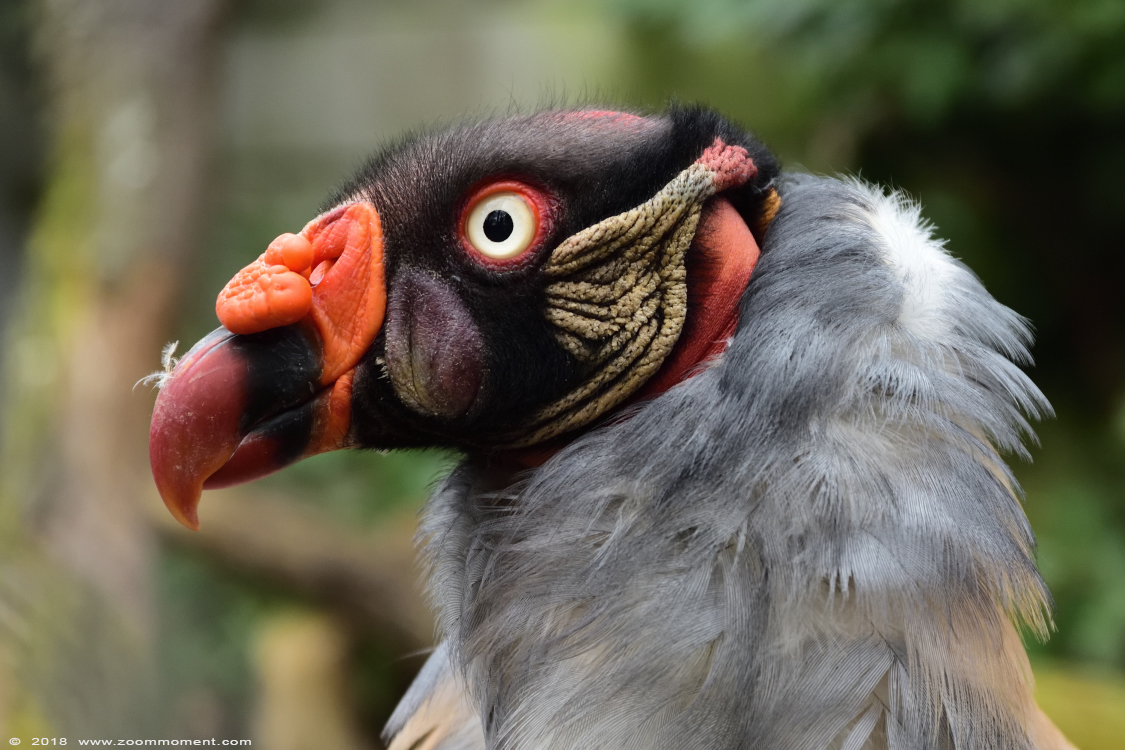 koningsgier  ( Sarcoramphus papa ) king vulture
Trefwoorden: Bestzoo Nederland koningsgier Sarcoramphus papa king vulture