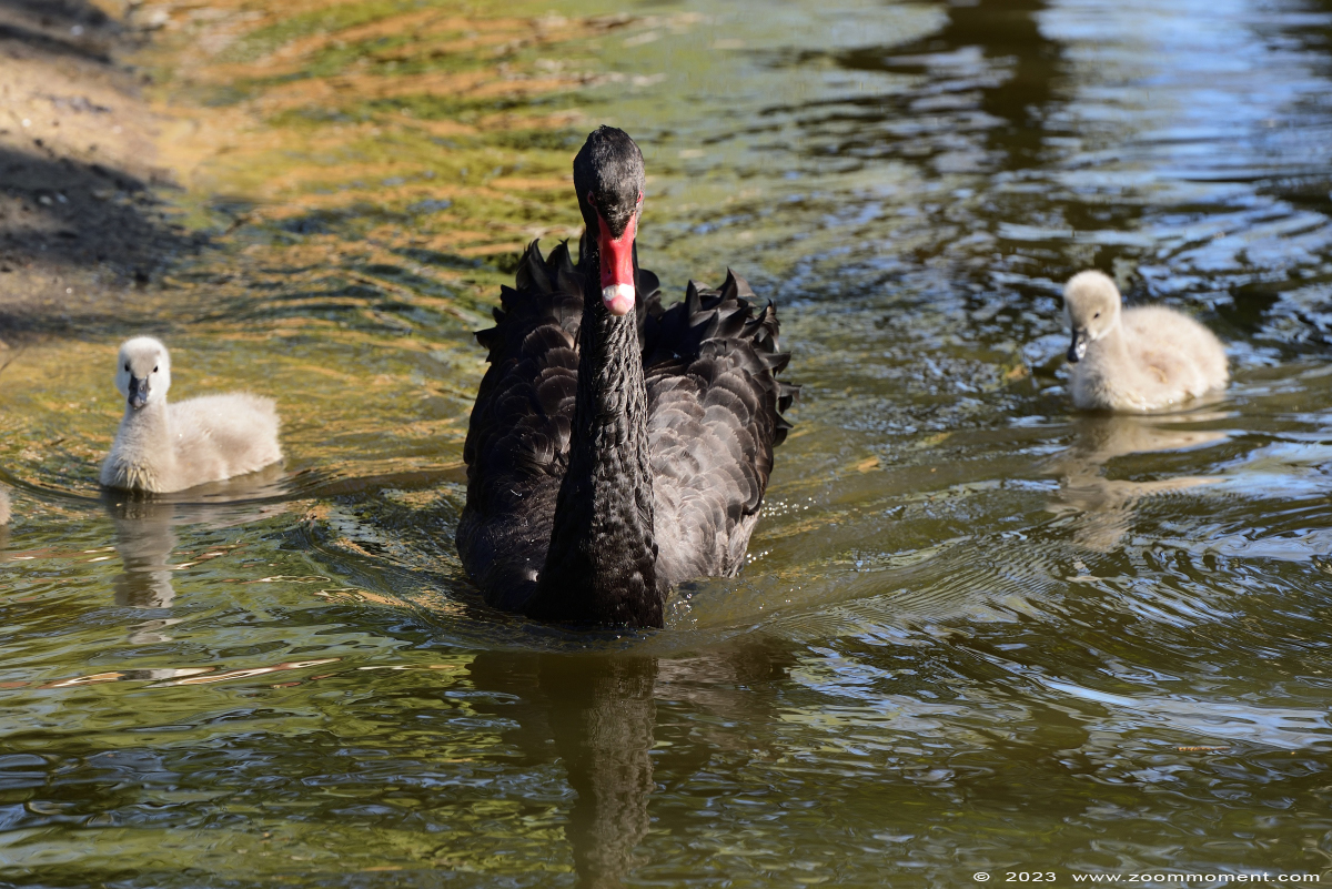 zwarte zwaan ( Cygnus atratus ) black swan
Trefwoorden: Bestzoo Nederland zwarte zwaan Cygnus atratus black swan