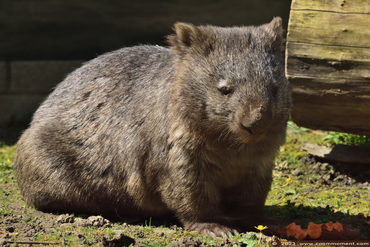 Tasmaanse wombat ( Vombatus ursinus tasmaniensis ) Nacktnasenwombat
Trefwoorden: Bestzoo Nederland Tasmaanse wombat Vombatus ursinus tasmaniensis Nacktnasenwombat