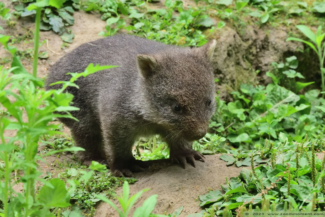 Tasmaanse wombat ( Vombatus ursinus tasmaniensis ) Nacktnasenwombat
Ključne reči: Bestzoo Nederland Tasmaanse wombat Vombatus ursinus tasmaniensis Nacktnasenwombat