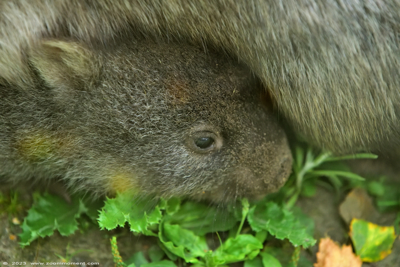 Tasmaanse wombat ( Vombatus ursinus tasmaniensis ) Nacktnasenwombat
Trefwoorden: Bestzoo Nederland Tasmaanse wombat Vombatus ursinus tasmaniensis Nacktnasenwombat