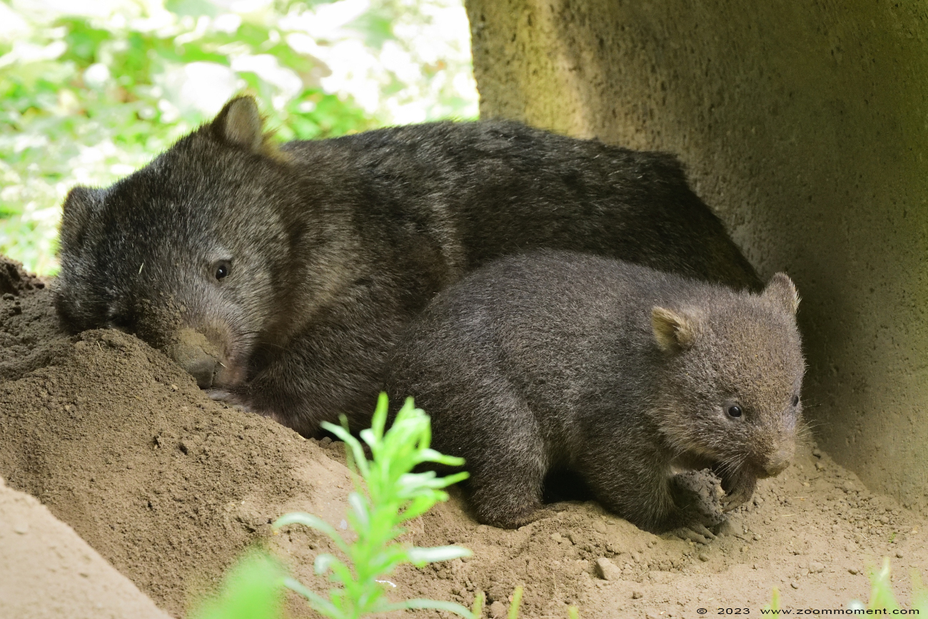 Tasmaanse wombat ( Vombatus ursinus tasmaniensis ) Nacktnasenwombat
Keywords: Bestzoo Nederland Tasmaanse wombat Vombatus ursinus tasmaniensis Nacktnasenwombat