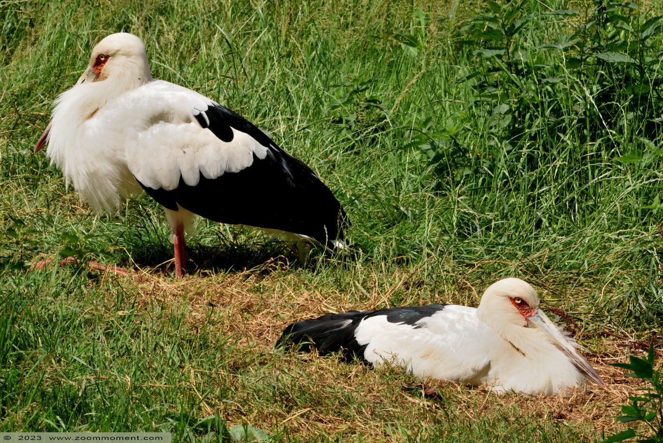 magoeari ooievaar ( Ciconia maguari ) maguari stork
Trefwoorden: Bestzoo Nederland magoeari ooievaar Ciconia maguari maguari stork