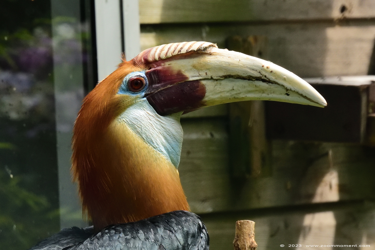 papoea-jaarvogel ( Rhyticeros plicatus ) Papuan hornbill
Trefwoorden: Bestzoo Nederland papoea-jaarvogel Rhyticeros plicatus Papuan hornbill