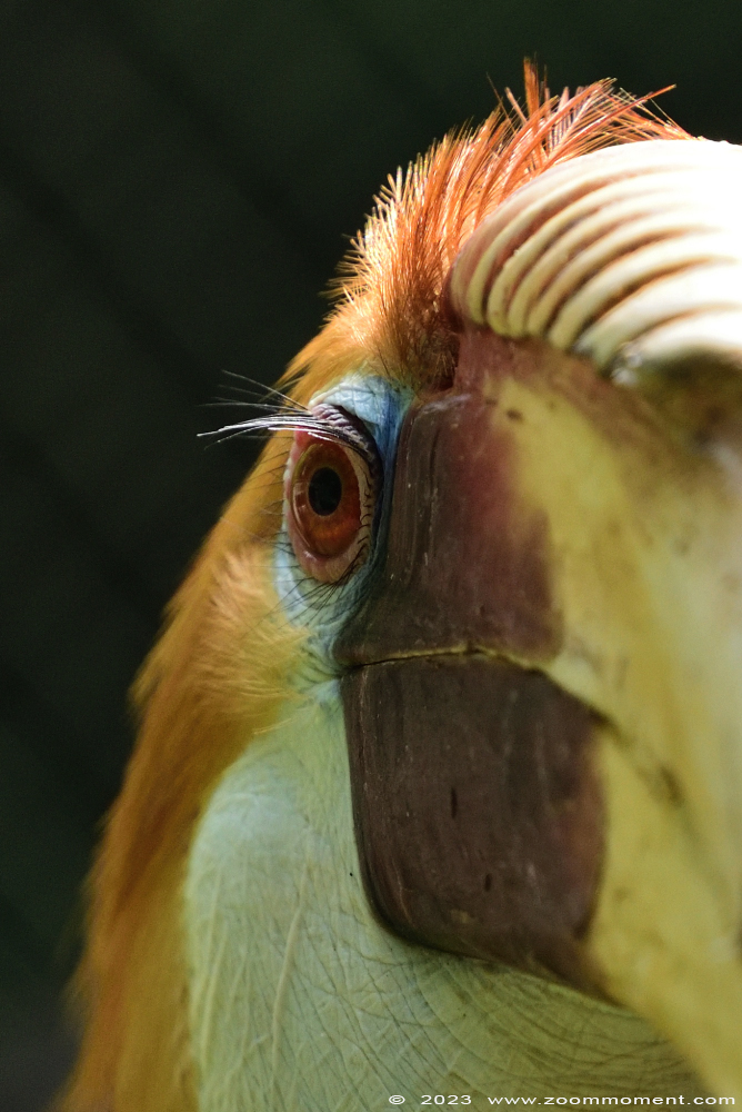 papoea-jaarvogel ( Rhyticeros plicatus ) Papuan hornbill
Trefwoorden: Bestzoo Nederland papoea jaarvogel Rhyticeros plicatus Aceros plicatus Papuan hornbill