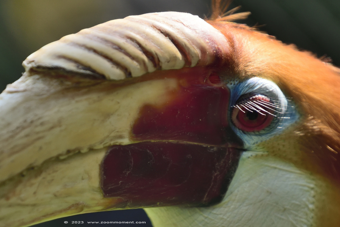 papoea-jaarvogel ( Rhyticeros plicatus ) Papuan hornbill
Trefwoorden: Bestzoo Nederland papoea jaarvogel Rhyticeros plicatus Aceros plicatus Papuan hornbill