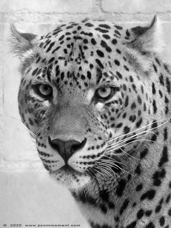 Sri Lanka panter ( Panthera pardus kotiya )  Sri Lankan leopard 
Keywords: Bestzoo Nederland Sri Lanka panter Panthera pardus kotiya Sri Lankan leopard welp cub