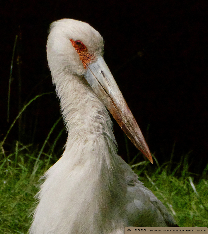 magoeari ooievaar ( Ciconia maguari ) maguari stork
Trefwoorden: Bestzoo Nederland magoeari ooievaar Ciconia maguari maguari stork
