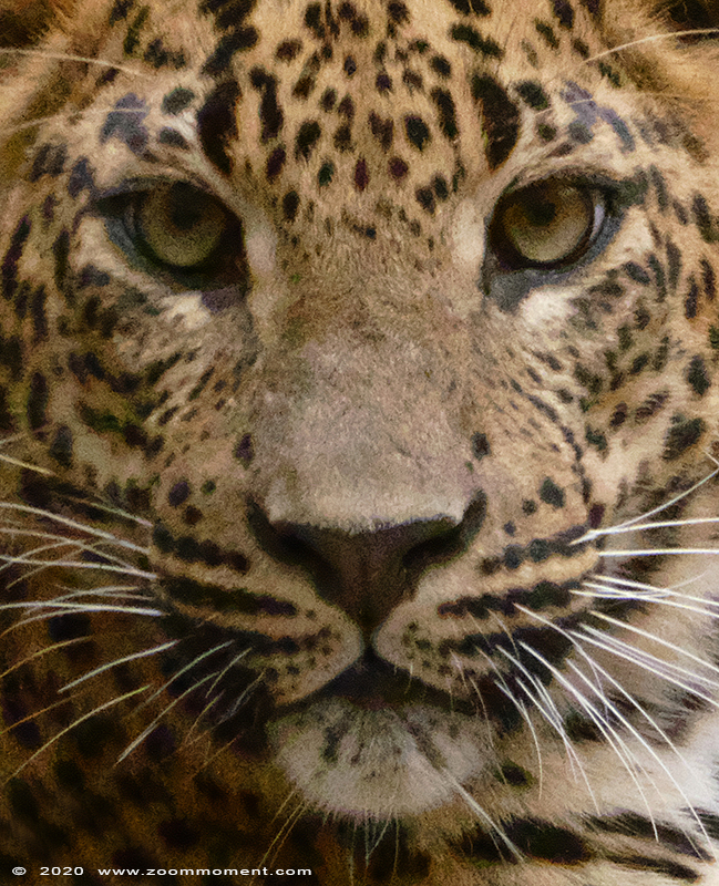 Sri Lanka panter ( Panthera pardus kotiya )  Sri Lankan leopard 
Trefwoorden: Bestzoo Nederland Sri Lanka panter Panthera pardus kotiya Sri Lankan leopard welp cub