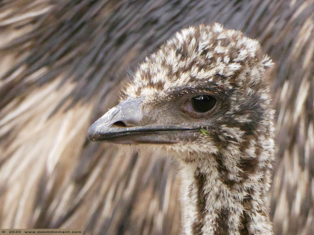 emoe ( Dromaius novaehollandiae ) emu
Trefwoorden: Bestzoo Nederland emoe Dromaius novaehollandiae emu kuiken chick