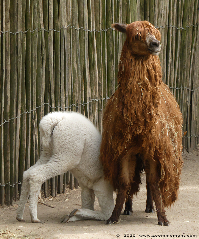 alpaka ( Vicugna pacos ) alpaca
Trefwoorden: Bestzoo Nederland alpaka alpaca Vicugna pacos