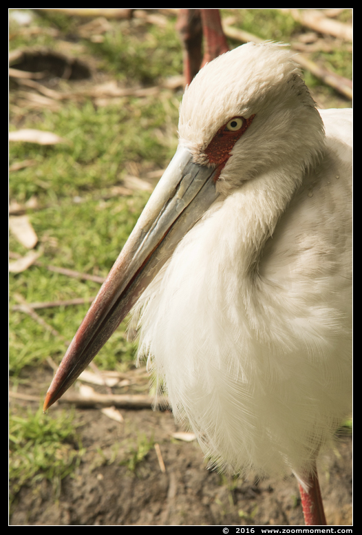 magoeari ( Ciconia maguari ) maguari stork
Trefwoorden: Bestzoo magoeari Ciconia maguari maguari stork