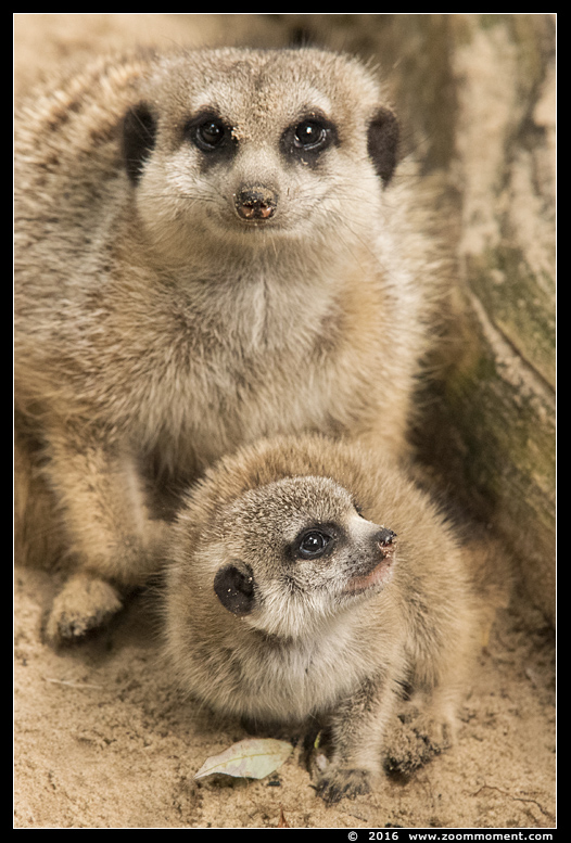 aardmannetje of stokstaartje ( Suricata suricatta ) slender-tailed meerkat
Keywords: Bestzoo aardmannetje stokstaartje  Suricata suricatta slender-tailed meerkat