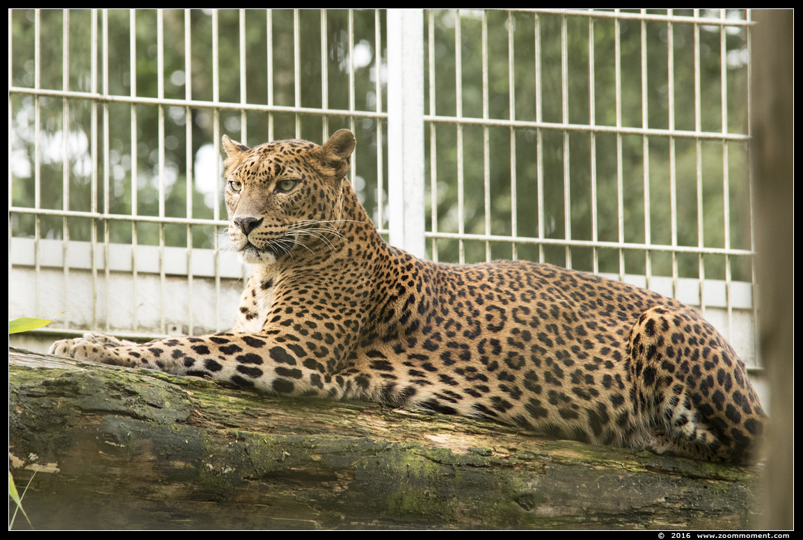 Sri Lankaanse panter Panthera pardus kotiya  Sri Lankan leopard 
Trefwoorden: Bestzoo  Sri Lankaanse panter Panthera pardus kotiya  Sri Lankan leopard 