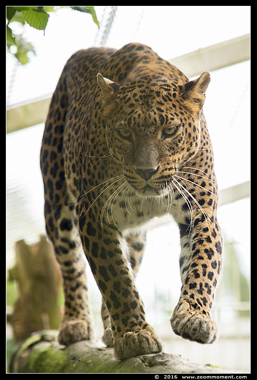 Sri Lankaanse panter ( Panthera pardus kotiya )  Sri Lankan leopard 
Trefwoorden: Bestzoo Sri Lankaanse panter Panthera pardus kotiya  Sri Lankan leopard 
