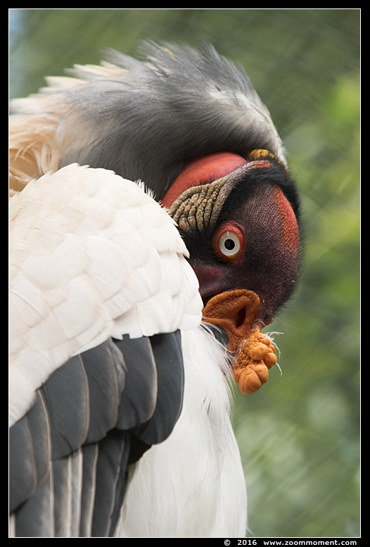 koningsgier  ( Sarcoramphus papa ) king vulture
Trefwoorden: Bestzoo koningsgier Sarcoramphus papa king vulture