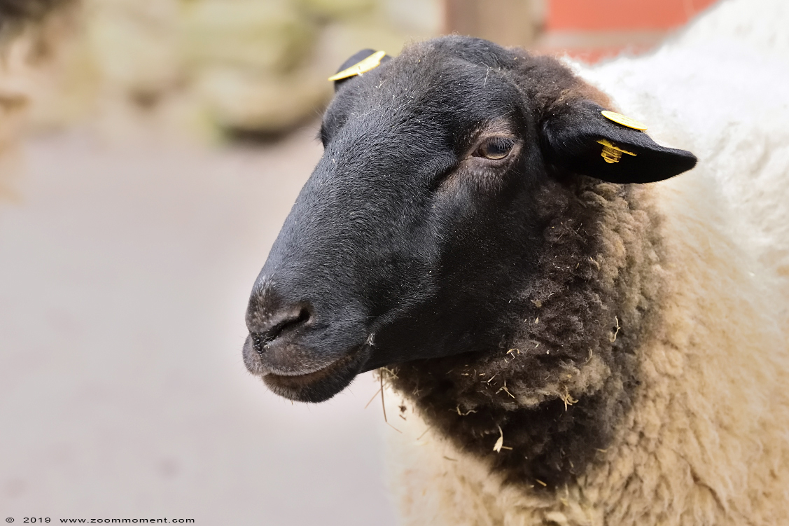 Rhoenschaap ( Ovis aries )  sheep
Trefwoorden: Heimattiergarten Schoenebeck Bierer Berg Germany rhoenschaap sheep Ovis aries