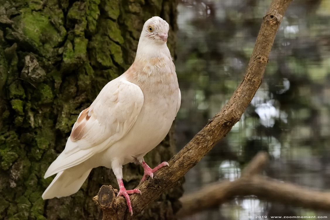 duif dove
Trefwoorden: Heimattiergarten Schoenebeck Bierer Berg Germany duif dove