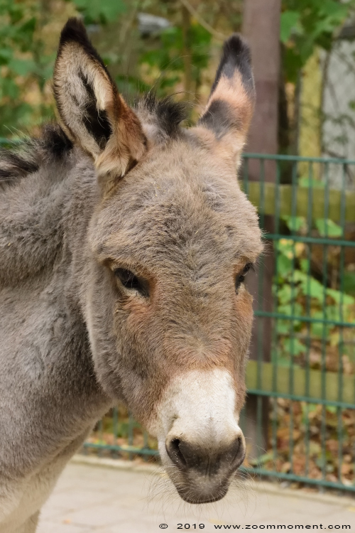 ezel  ( Equus asinus )  donkey
Trefwoorden: Heimattiergarten Schoenebeck Bierer Berg Germany ezel Equus asinus donkey