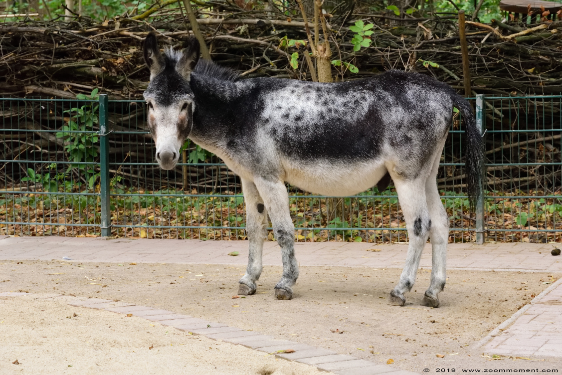 ezel  ( Equus asinus )  donkey
Ključne reči: Heimattiergarten Schoenebeck Bierer Berg Germany ezel Equus asinus donkey