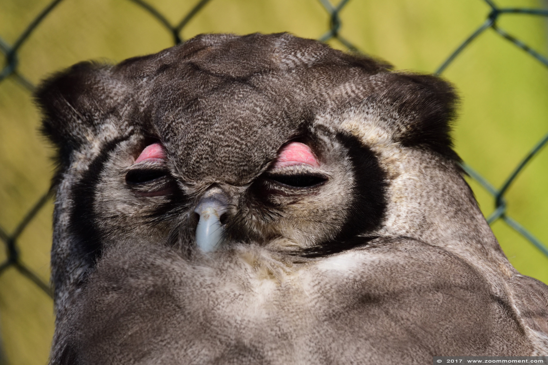 Verreaux' oehoe of melkwitte ooruil ( Bubo lacteus ) milky eagle owl
Trefwoorden: Uilenpark De Paay Beesd verreaux oehoe Bubo lacteus melkwitte ooruil milky eagle owl
