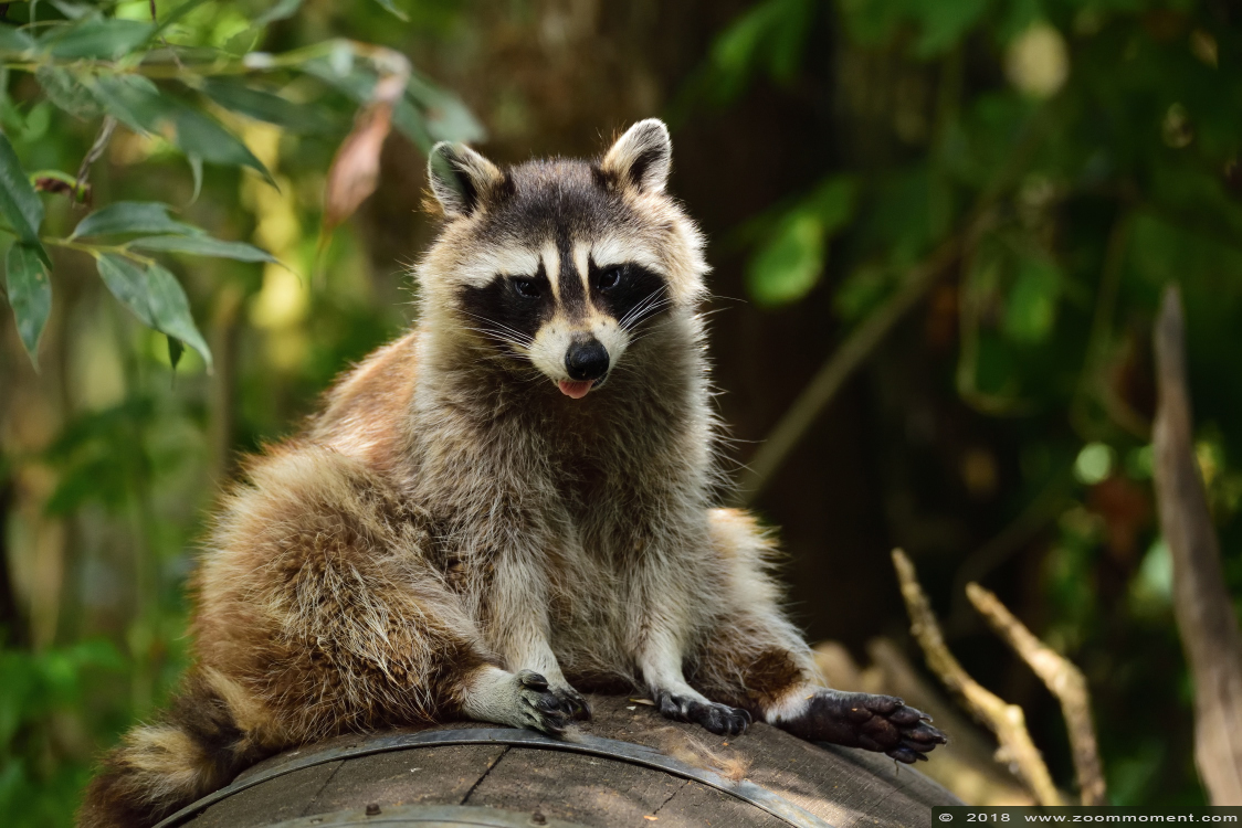 wasbeer ( Procyon lotor ) raccoon
Trefwoorden: Dierenrijk Nederland Netherlands wasbeer  Procyon lotor  raccoon