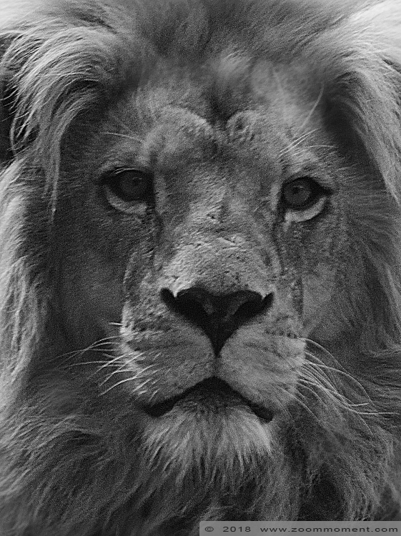 Afrikaanse leeuw ( Panthera leo ) African lion
Trefwoorden: Dierenrijk Nederland Netherlands Afrikaanse leeuw  Panthera leo  African lion
