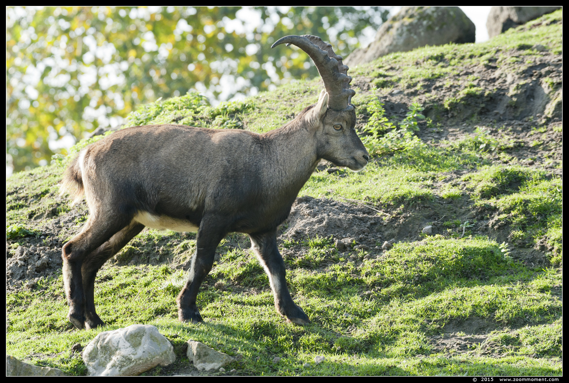 Alpen steenbok  ( Capra ibex ) steinbock or Alpine ibex
Keywords: Dierenrijk Nederland Netherlands Alpen steenbok Capra ibex  steinbock Alpine ibex