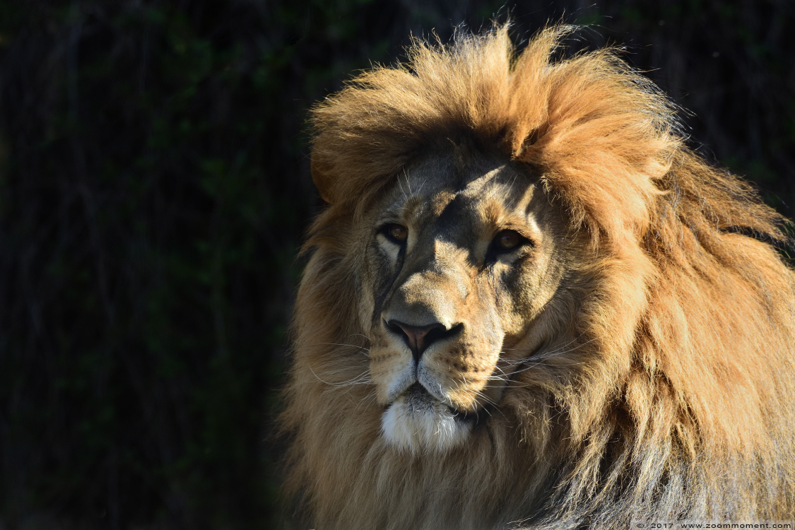 Afrikaanse leeuw ( Panthera leo ) African lion
Keywords: Dortmund zoo Germany Afrikaanse leeuw Panthera leo African lion