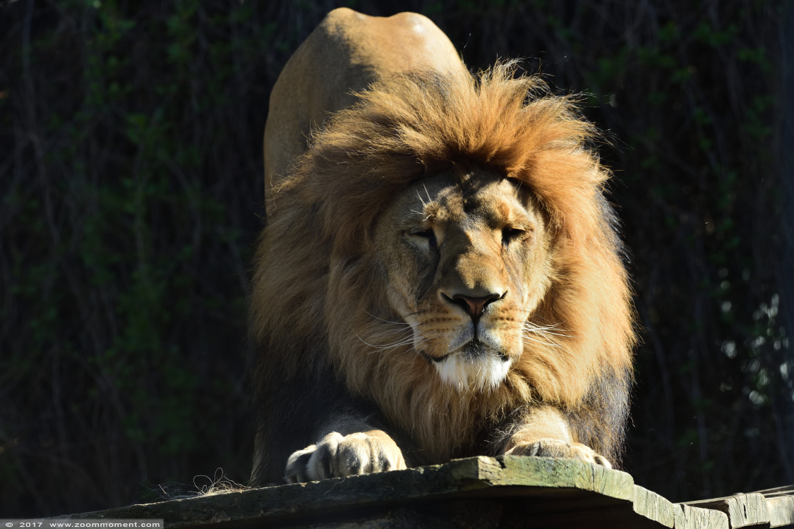 Afrikaanse leeuw ( Panthera leo ) African lion
Trefwoorden: Dortmund zoo Germany Afrikaanse leeuw Panthera leo African lion
