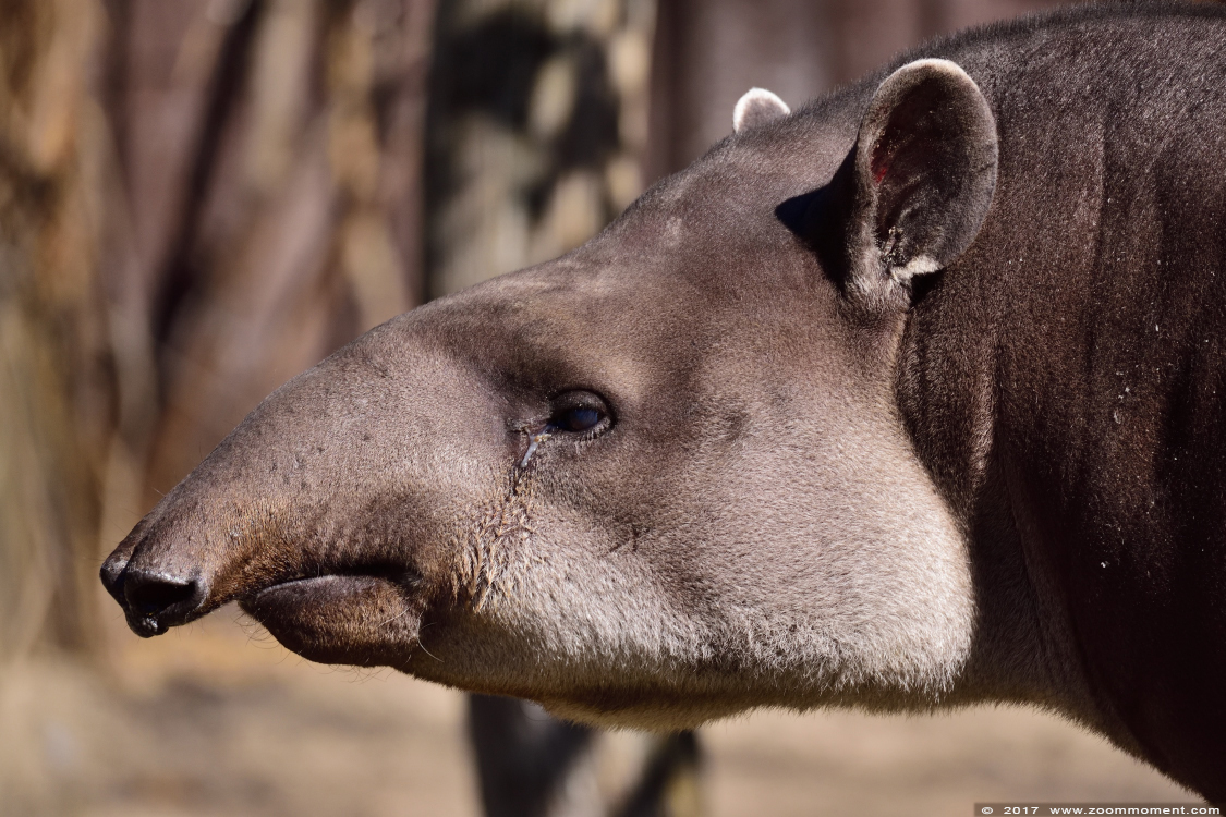 laaglandtapir of Zuid-Amerikaanse tapir ( Tapirus terrestris )   South American tapir
Trefwoorden: Dortmund zoo Germany laaglandtapir Zuid-Amerikaanse tapir Tapirus terrestris South American tapir