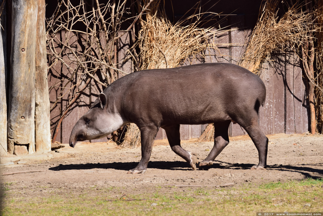 laaglandtapir  Zuid-Amerikaanse of Braziliaanse tapir ( Tapirus terrestris ) South American tapir
Trefwoorden: Dortmund zoo Germany laaglandtapir Zuid-Amerikaanse tapir Tapirus terrestris South American tapir