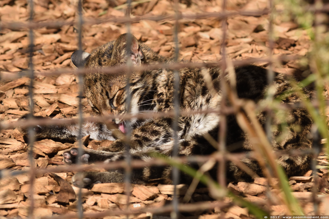 oncilla of tijgerkat ( Leopardus tigrinus guttulus ) 
Trefwoorden: Dortmund zoo Germany oncilla tijgerkat Leopardus tigrinus guttulus