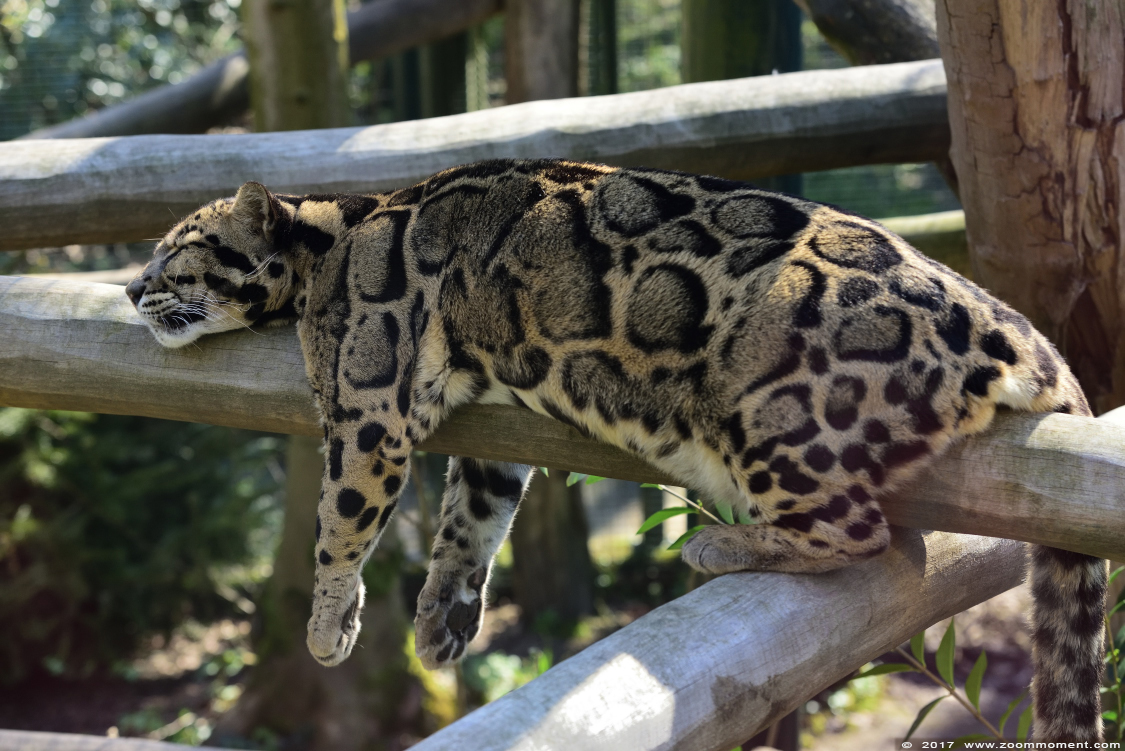 nevelpanter ( Panthera nebulosa ) clouded leopard
Trefwoorden: Dortmund zoo Germany nevelpanter Panthera nebulosa clouded leopard