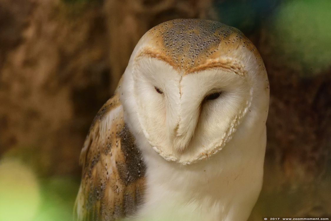 kerkuil ( Tyto alba ) barn owl 
Trefwoorden: Dortmund zoo Germany kerkuil Tyto alba barn owl