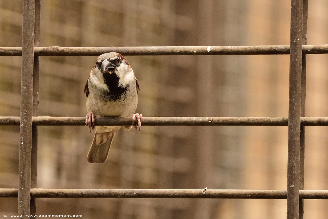 huismus ( Passer domesticus ) sparrow sperling
Trefwoorden: Dortmund zoo Germany huismus Passer domesticus sparrow sperling