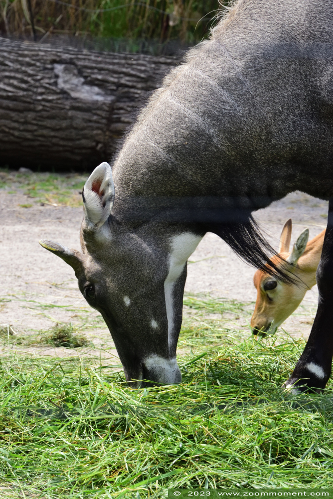 Nijlgauantilope ( Boselaphus tragocamelus ) nilgai
Trefwoorden: Dortmund zoo Germany Nijlgauantilope Boselaphus tragocamelus nilgai