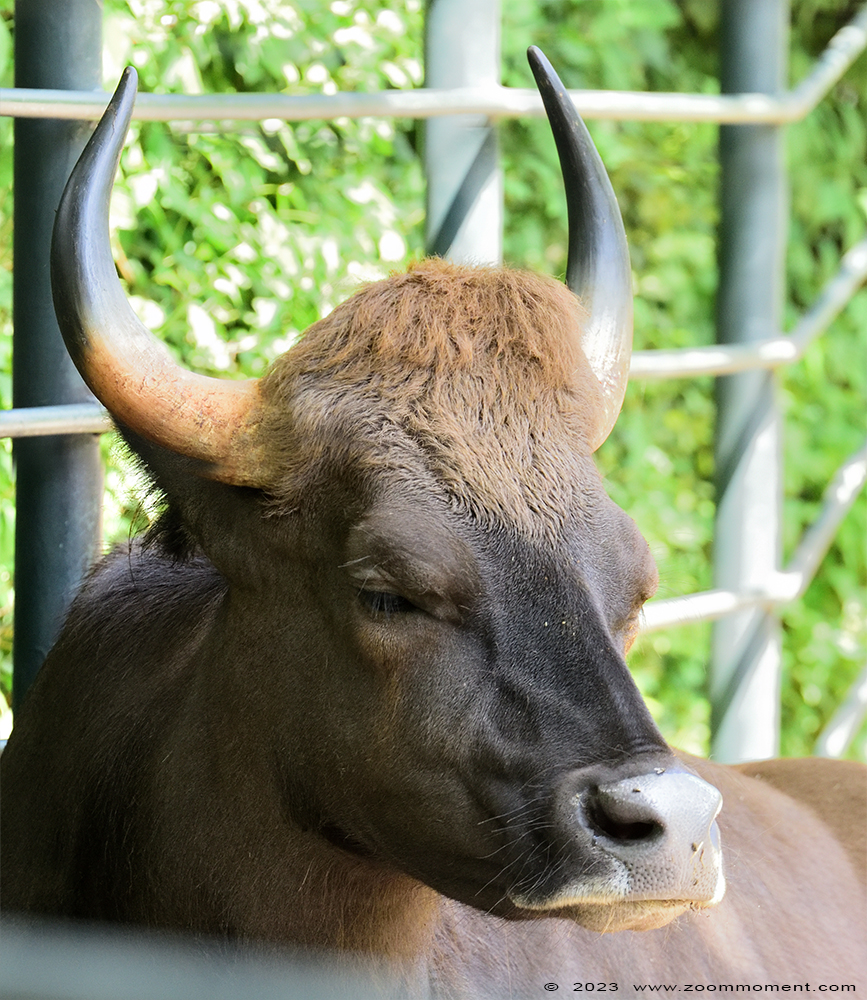 gaur ( Bos gaurus )
Trefwoorden: Dortmund zoo Germany gaur Bos gaurus