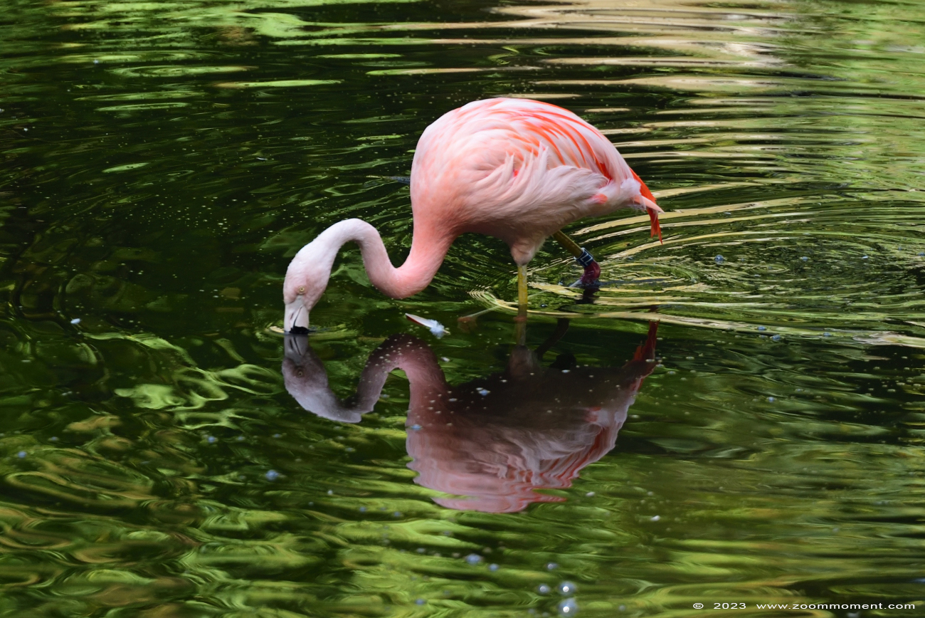 Chileense flamingo ( Phoenicopterus chilensis ) Chilean flamingo
Keywords: Dortmund zoo Germany Chileense flamingo Phoenicopterus chilensis Chilean flamingo