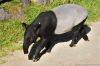 DSC_65238_Dortmund2023_tapirc.jpg