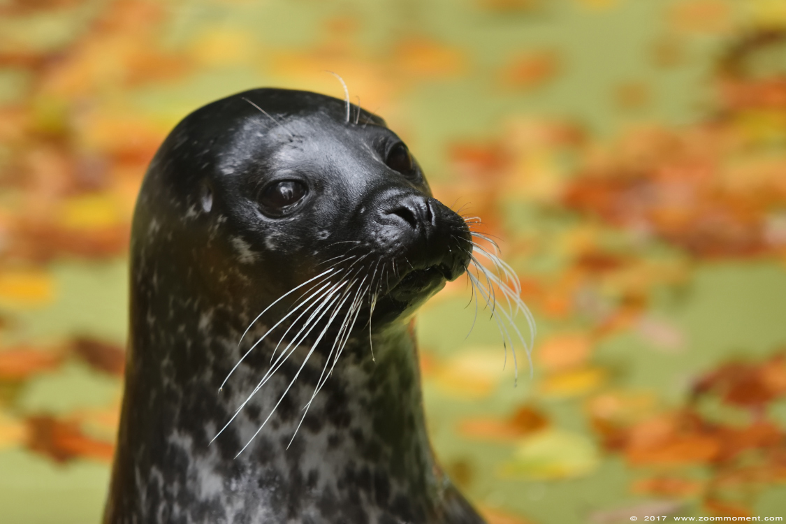 zeehond  ( Phoca vitulina ) common seal 
Trefwoorden: Duisburg zoo zeehond  Phoca vitulina  common seal 