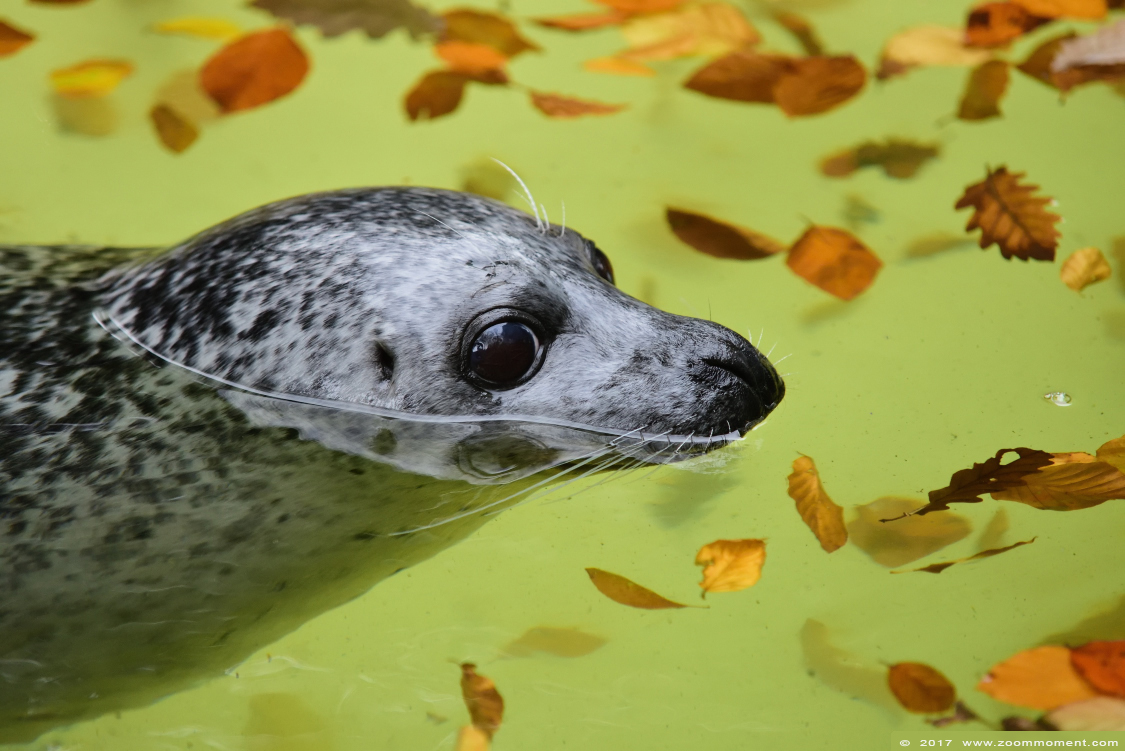zeehond  ( Phoca vitulina ) common seal
Trefwoorden: Duisburg zoo zeehond  Phoca vitulina  common seal 