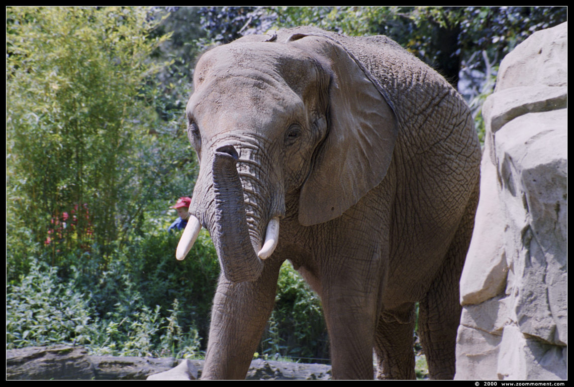 Afrikaanse olifant ( Loxodonta africana ) African elephant
Trefwoorden: Duisburg zoo Afrikaanse olifant Loxodonta africana African elephant