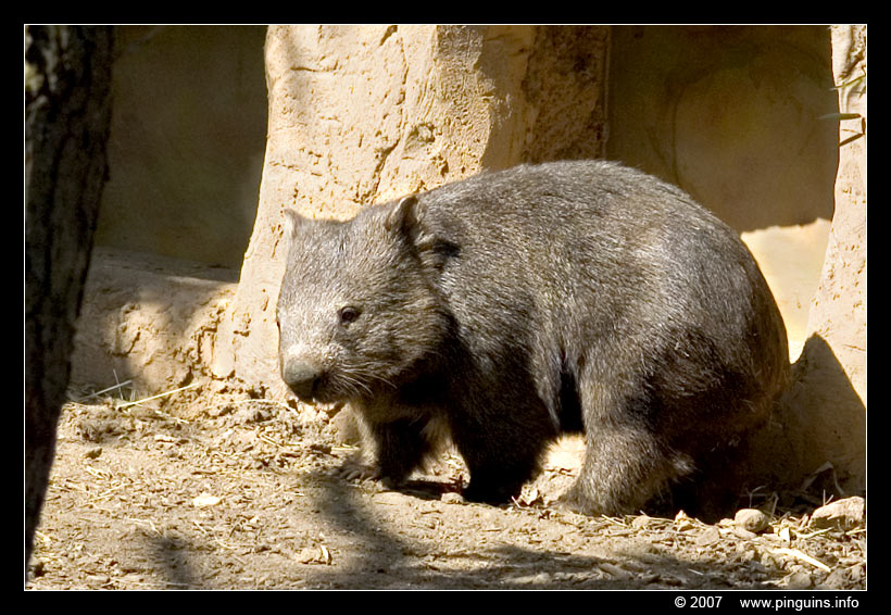 wombat  ( Vombatus ursinus )
Trefwoorden: Zoo Duisburg Germany Duitsland wombat Vombatus ursinus