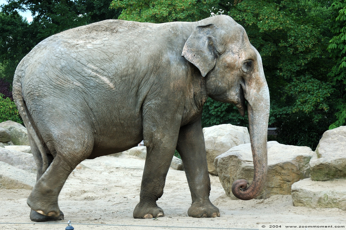 Aziatische olifant ( Elephas maximus ) Asian elephant
Trefwoorden: Dierenpark Emmen Aziatische olifant Elephas maximus  Asian elephant