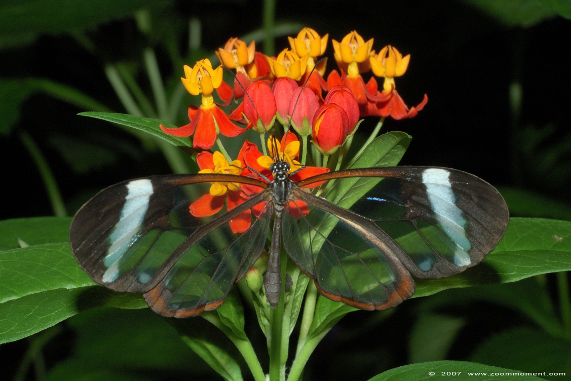 glasvleugel vlinder ( Greta oto ) glasswing butterfly
Trefwoorden: Dierenpark Emmen glasvleugel vlinder  Greta oto  glasswing butterfly