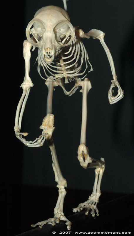 Biochron skelet
Trefwoorden: Dierenpark Emmen Biochron skelet