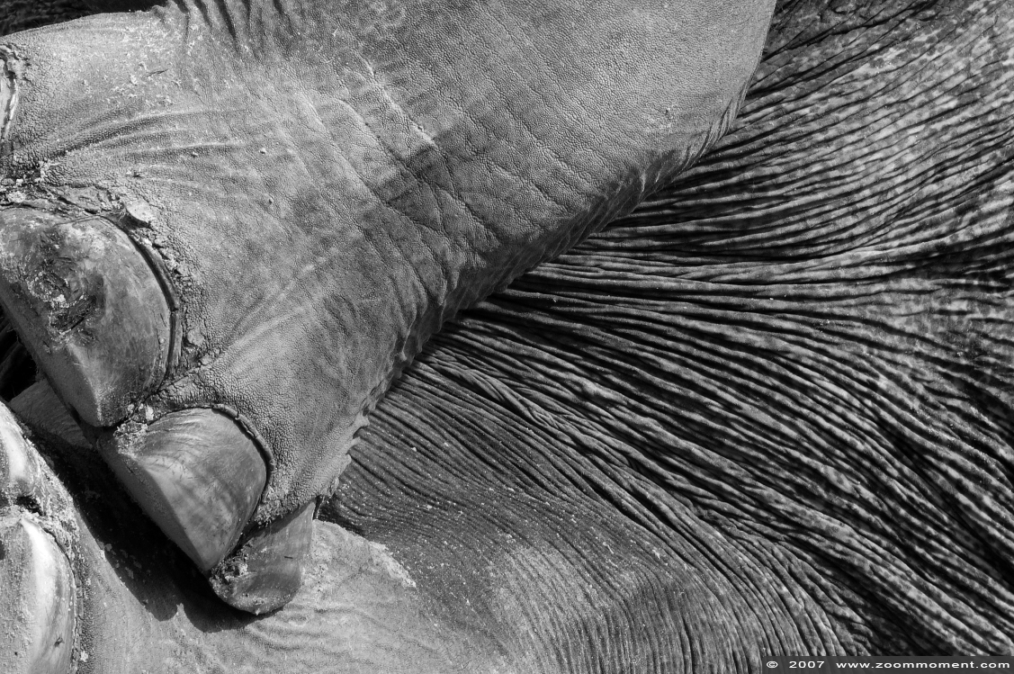 Aziatische olifant ( Elephas maximus ) Asian elephant
キーワード: Noorderdierenpark Emmen Aziatische olifant baby  Elephas maximus  Asian elephant