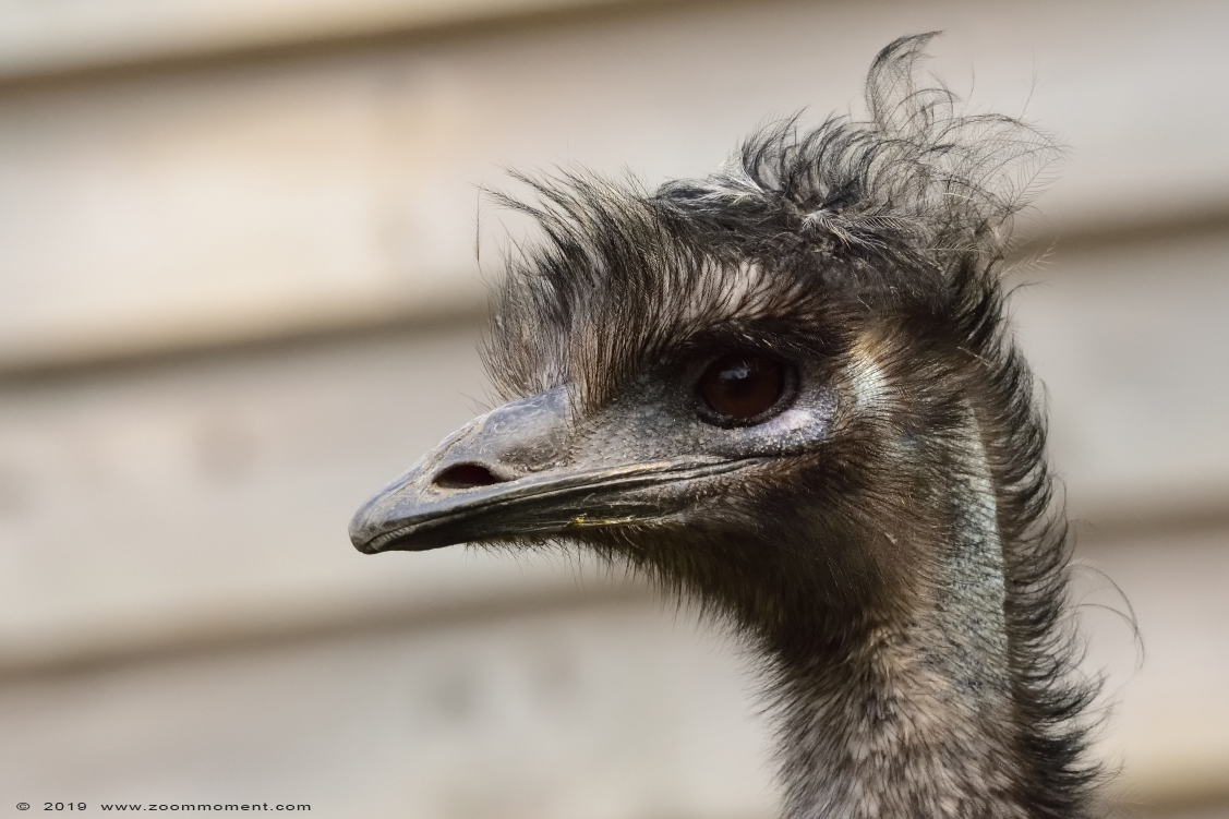 emoe ( Dromaius novaehollandiae )  emu
Trefwoorden: Faunapark Flakkee emoe Dromaius novaehollandiae  emu